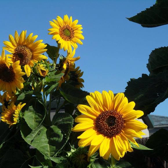 Meet your Posher, Isa - Picture 1 of 1